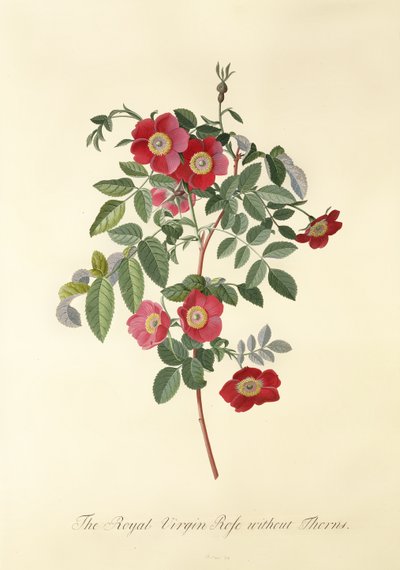 Rose: without thorns (Royal Virgin Rose) by Georg Dionysius Ehret